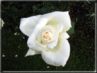 foto Rose